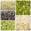 Sprouting seeds - Subtle Taste Selection