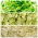Sprouting seeds - Mild mix