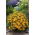 Tagetes patula - La Bamba - Tagetes patula L. - semi