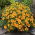 Tagetes patula - La Bamba - Tagetes patula L. - semi