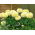 Studentenblume Vanille Samen - Tagetes erecta nana fl. Pl - 0,2 gSamen