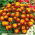 French marigold "Champion Flame"