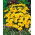 Tagete patula - Clavel del Moro - Sunny - 350 semillas - Tagetes patula L.
