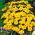 Tagete patula - Clavel del Moro - Sunny - 350 semillas - Tagetes patula L.