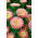 Princesa aster china 'Niusia' - 
