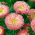 Princesa aster china 'Niusia' - 