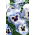 Pensamientos - Adonis - Azul - marina de guerra - 320 semillas - Viola x wittrockiana