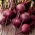 Củ cải đường "Astar" - lý tưởng cho nước ép và cô đặc - 500 hạt - Beta vulgaris