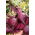 BIO Beetroot "Detroit 2" - seed tape - certified organic seeds