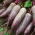 Beetroot "Kier" - silinder, akar panjang - 500 biji - Beta vulgaris - benih