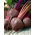 Betterave potagère - Nochowski - 500 graines - Beta vulgaris