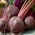 Betterave potagère - Nochowski - 500 graines - Beta vulgaris
