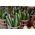 Squash - Black Beauty - 100 g - Mørkegrøn, tidlig sort - Friske frø