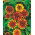 Mexican Zinnia, Persian Carpet seeds - Zinnia haageana - 375 seeds