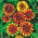 Mexican Zinnia, Persian Carpet seeds - Zinnia haageana - 375 seeds