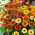 Narrowleaf zinnia "Perzsa szőnyeg" - fajta keverék - 375 mag - Zinnia angustifolia - magok