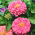 Цинния цветущая георгина "Иллюминация" - 120 семян - Zinnia elegans dahliaeflora - семена