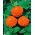 Dahlia-flowered common zinnia "Orange King" - 120 seeds