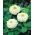 Rézvirág – Dwarf - fehér - 90 magok - Zinnia elegans