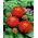 Zinnia elegans – Dwarf - 90 siemenet - Punainen