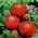 Zinnia elegans – Dwarf - 90 siemenet - Punainen