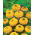 Zinija "Liliput Zlatni dragulj" - žuta - 81 sjeme - Zinnia elegans - sjemenke