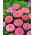 Zinnia violacea - Liliput Rose Gem - rose - 81 graines - Zinnia elegans