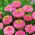 Zinnia violacea - Liliput Rose Gem - rose - 81 graines - Zinnia elegans