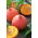 Moliugai - Justynka - 28 sėklos - Cucurbita maxima