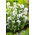 Vita Clustered Bellflower frön - Campanula glomerata alba - 2000 frön
