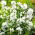 Vita Clustered Bellflower frön - Campanula glomerata alba - 2000 frön