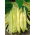 Dwarf yellow French bean "Bis"