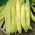 Dwarf yellow French bean "Bis"
