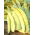 Yellow French bean "Merveille de Venise" - needs staking
