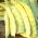 Yellow French bean "Merveille de Venise" - needs staking