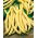 Yellow French bean "Polka - COATED SEEDS