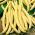 Yellow French bean "Polka - COATED SEEDS
