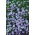 True Blue Daisy, Kingfisher Daisy frø - Felicia heterophylla - 140 frø