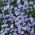 True Blue Daisy, Kingfisher Daisy frø - Felicia heterophylla - 140 frø