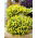 Trailing Viola seeds - Viola x williamsii - 270 seeds