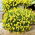 Trailing Viola seeds - Viola x williamsii - 270 seeds