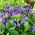 달콤한 바이올렛, 영어 바이올렛 씨앗 - 비올라 odorata - 120 씨앗 - Viola odorata