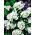 Vit Sweet William "Albus" - 450 frön - Dianthus barbatus