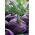 Purple Kohlrabi Alka seeds - Brassica oler convar. acephala var. gongylodes - 520 seeds