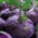 Purple Kohlrabi Alka seeds - Brassica oler convar. acephala var. gongylodes - 520 seeds