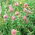 Trevo vermelho - Dajana - 1 kg - 540000 sementes - Trifolium pratense