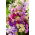 Garten-Levkoje 'Mixed Colors' Samen - Matthiola incana annua - 300 Samen