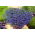 Lobelia Sapphire siemenet - Lobelia pendula - 3000 siemeniä