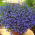 Lobelia Sapphire siemenet - Lobelia pendula - 3000 siemeniä