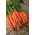 Carotte - Scarla - Daucus carota - graines
